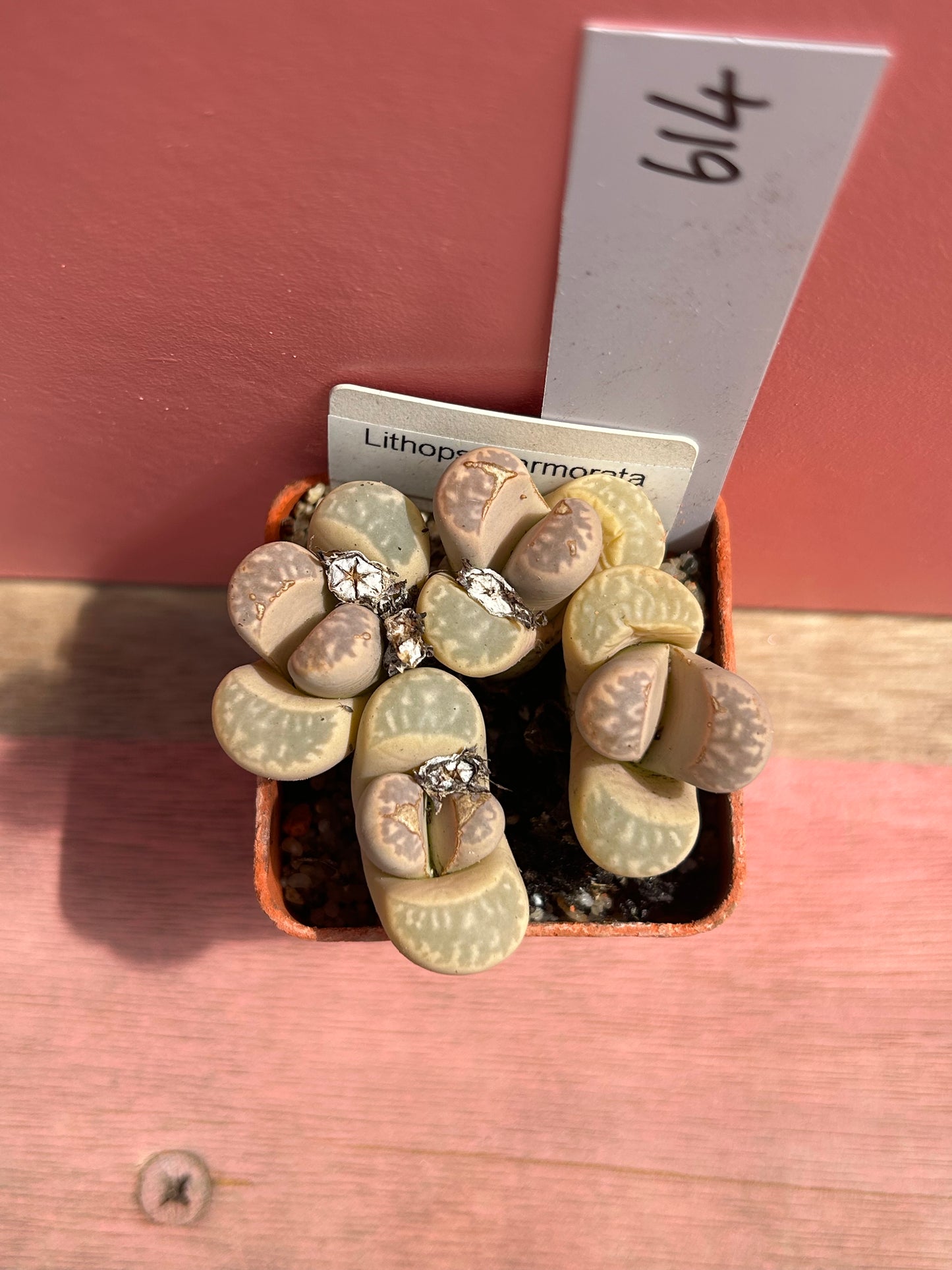 Lithops species (614)