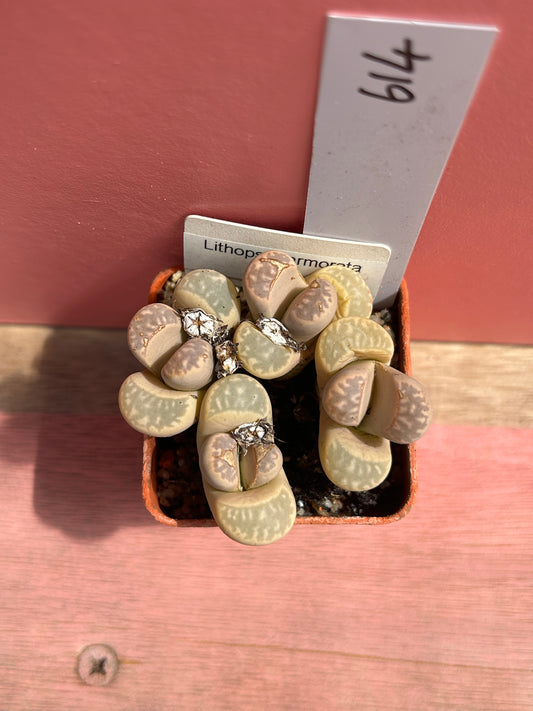 Lithops species (614)