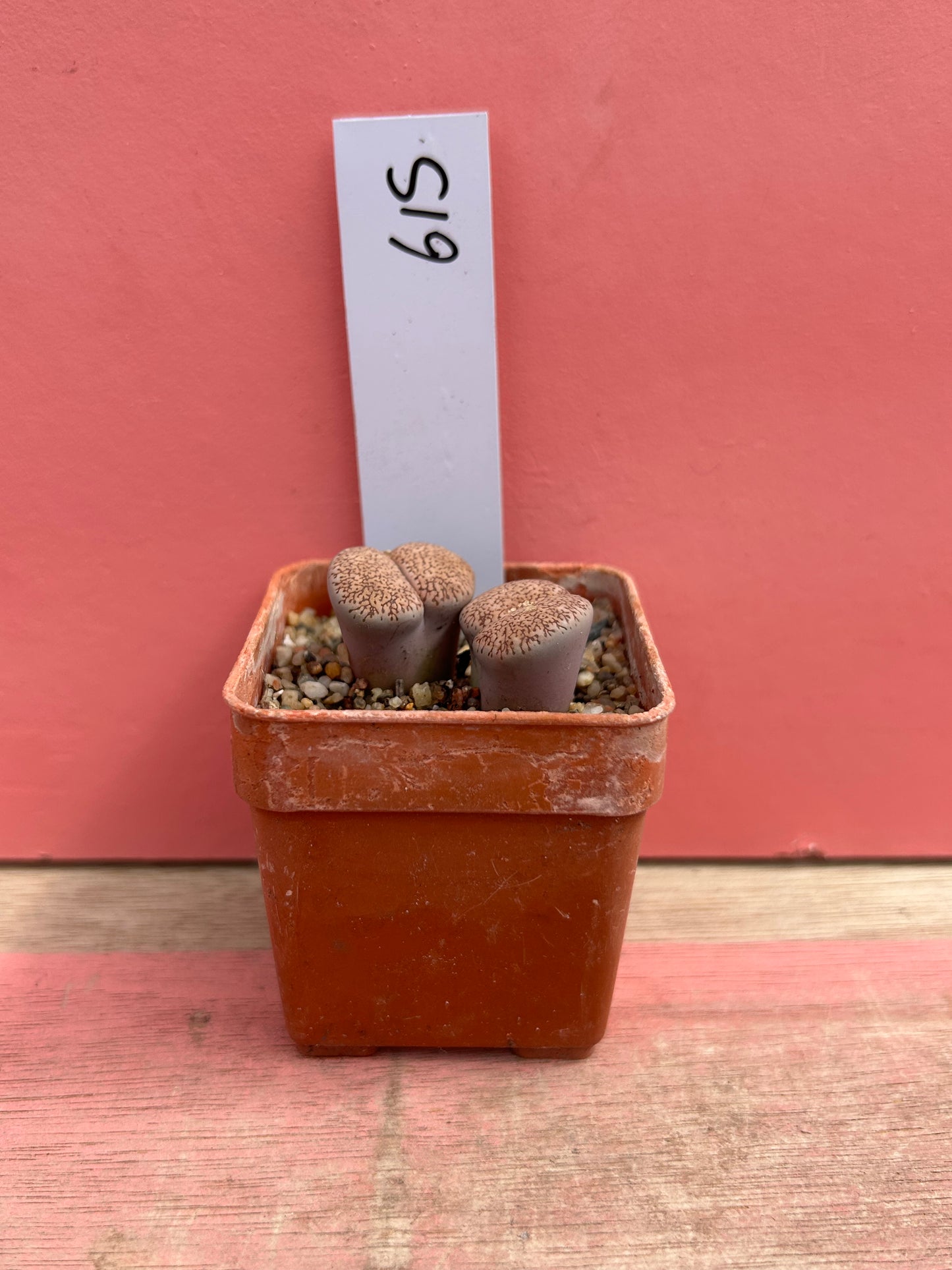 Lithops species (615)