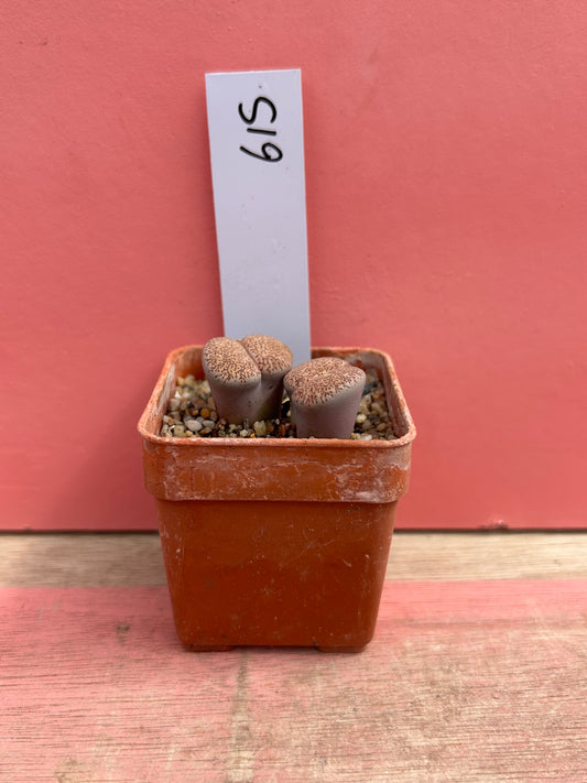 Lithops species (615)