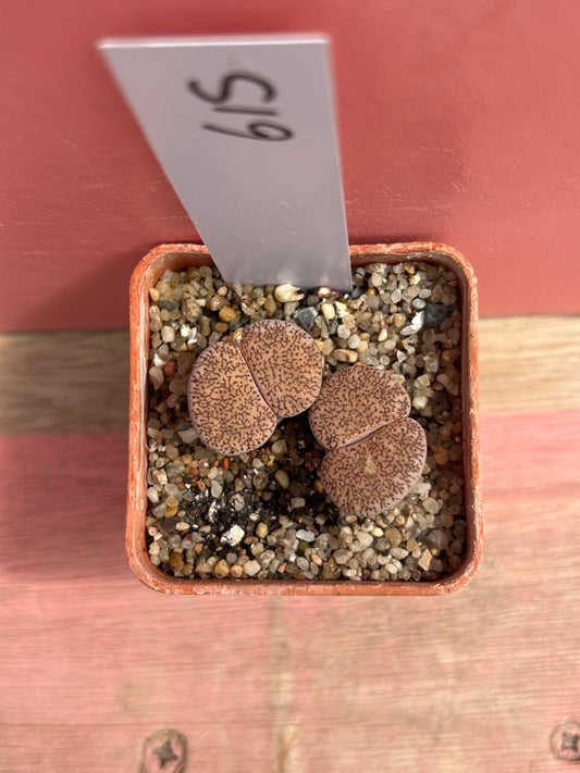 Lithops species (615)