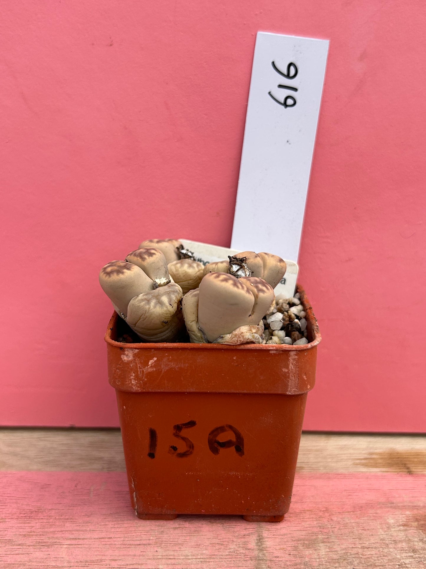 Lithops karasmontana ssp eberianzii (616)