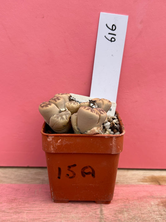Lithops karasmontana ssp eberianzii (616)