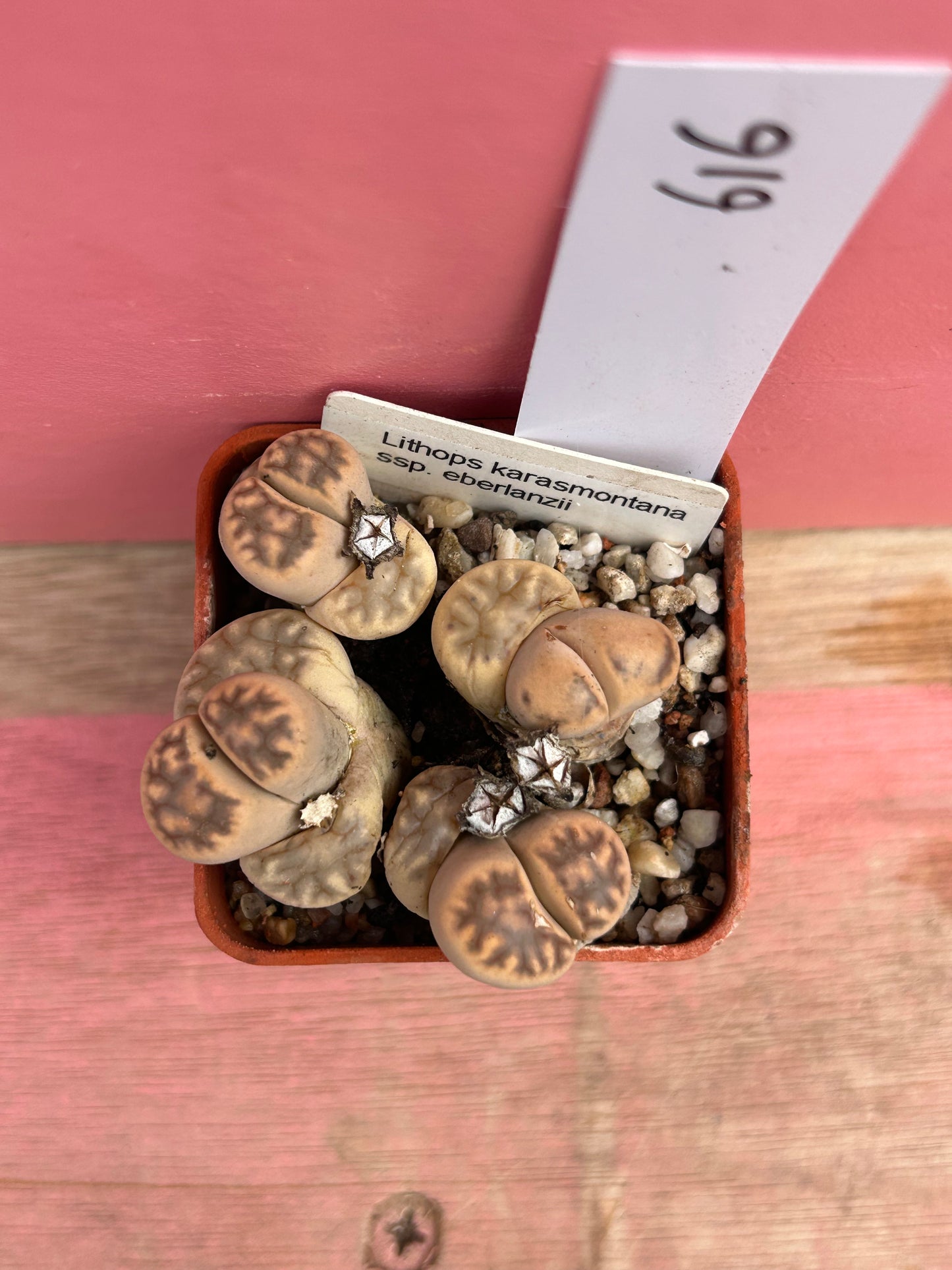 Lithops karasmontana ssp eberianzii (616)