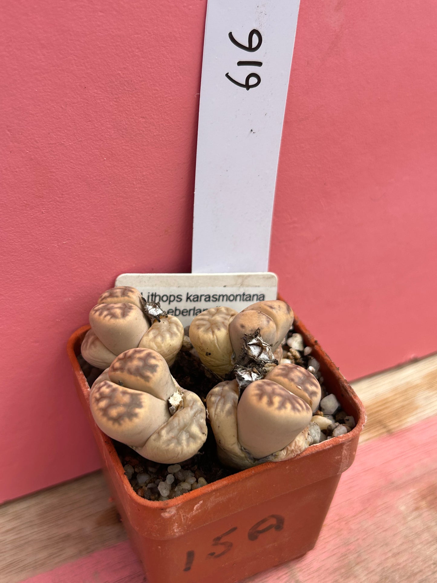 Lithops karasmontana ssp eberianzii (616)