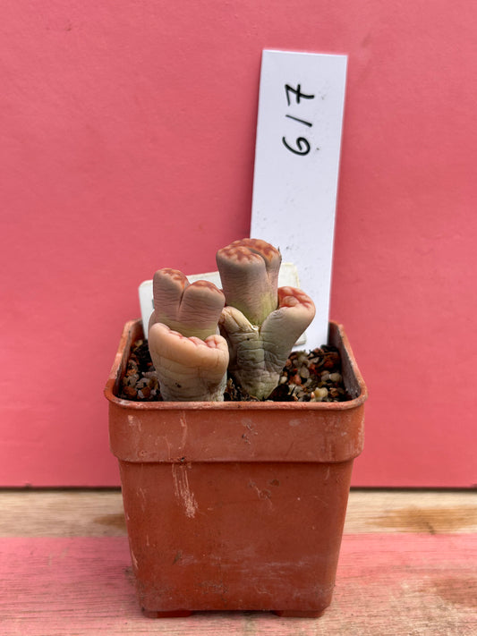 Lithops karasmontana 'Red Brick' (617)