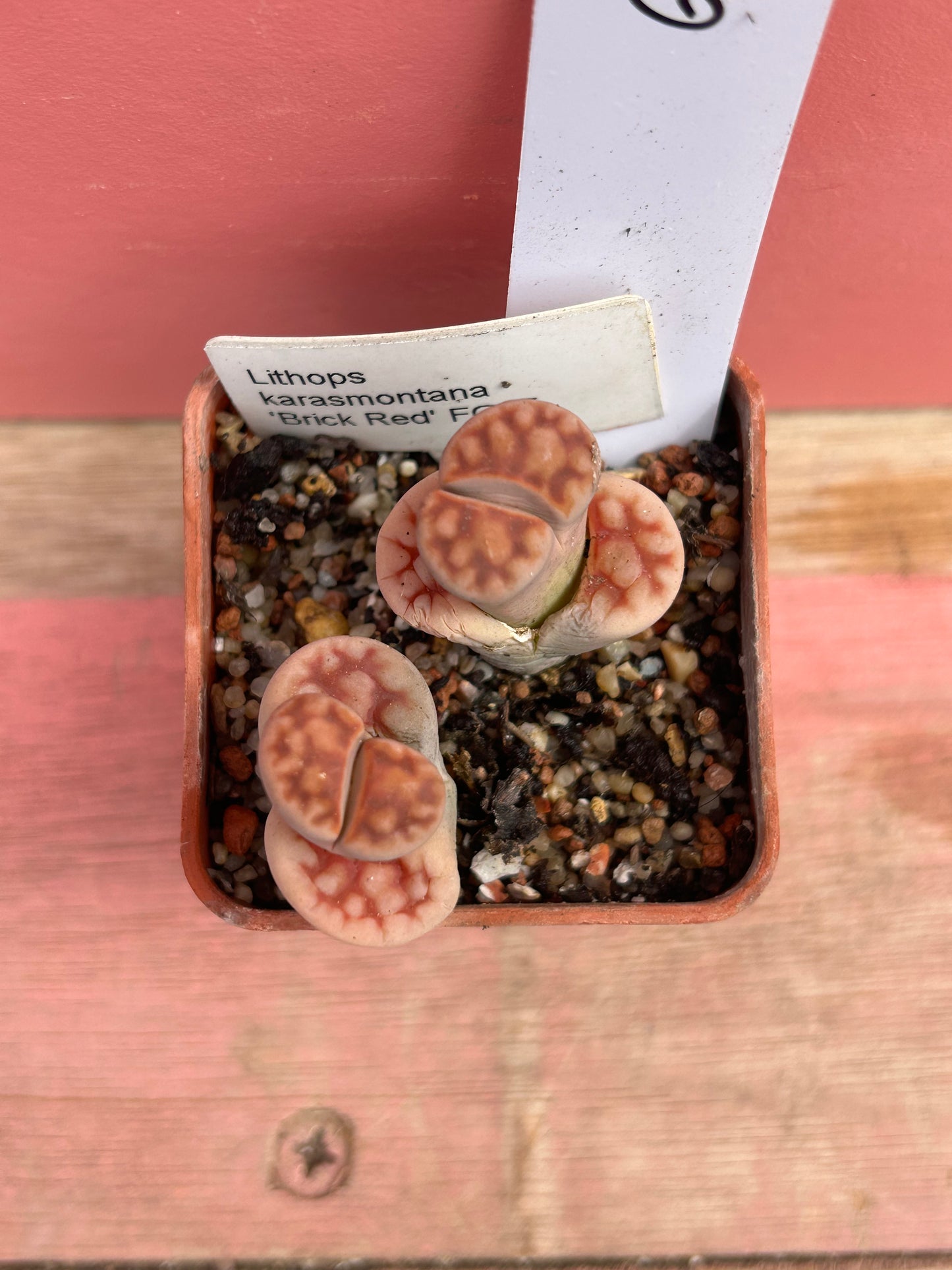 Lithops karasmontana 'Red Brick' (617)
