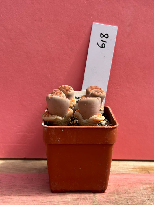 Lithops karasmontana 'Red Brick' (618)