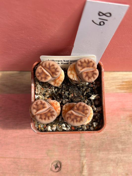 Lithops karasmontana 'Red Brick' (618)