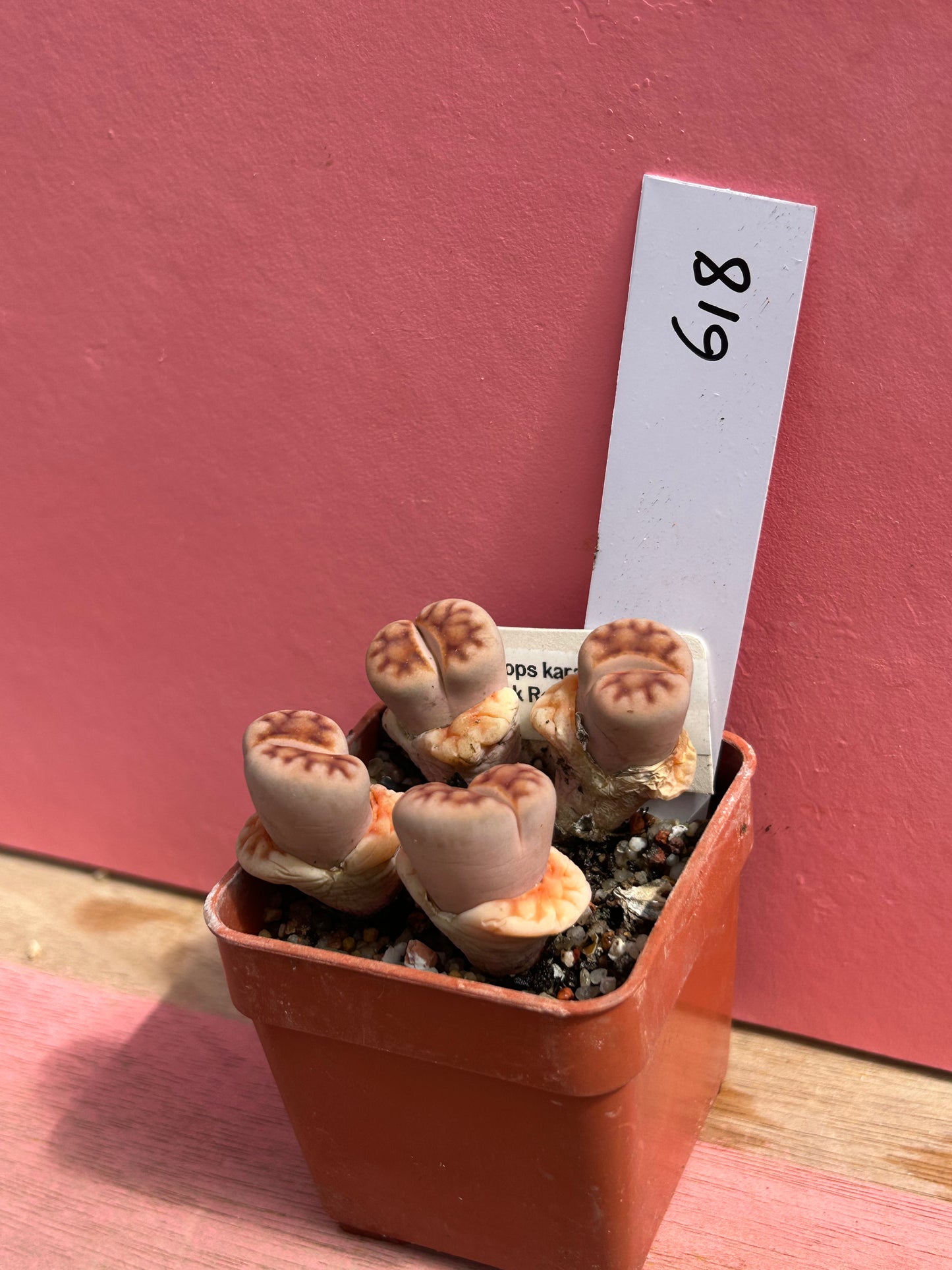 Lithops karasmontana 'Red Brick' (618)