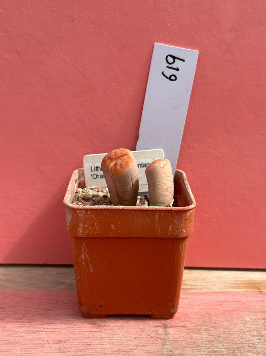 Lithops karasmontana 'Orange' (619)