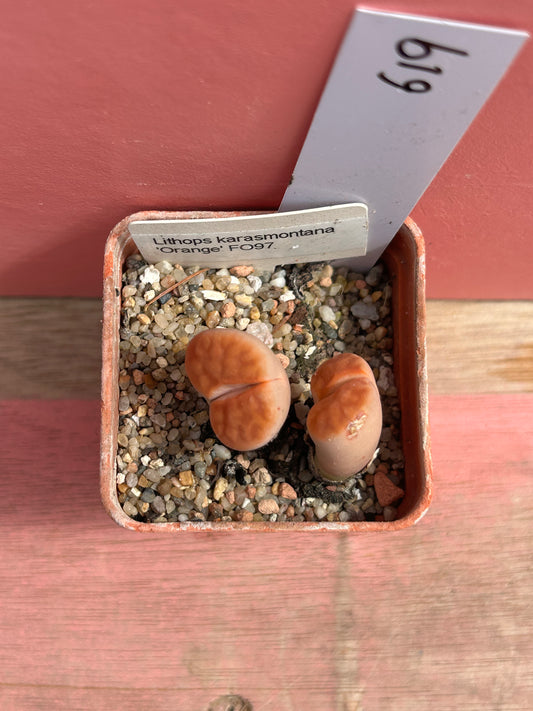 Lithops karasmontana 'Orange' (619)