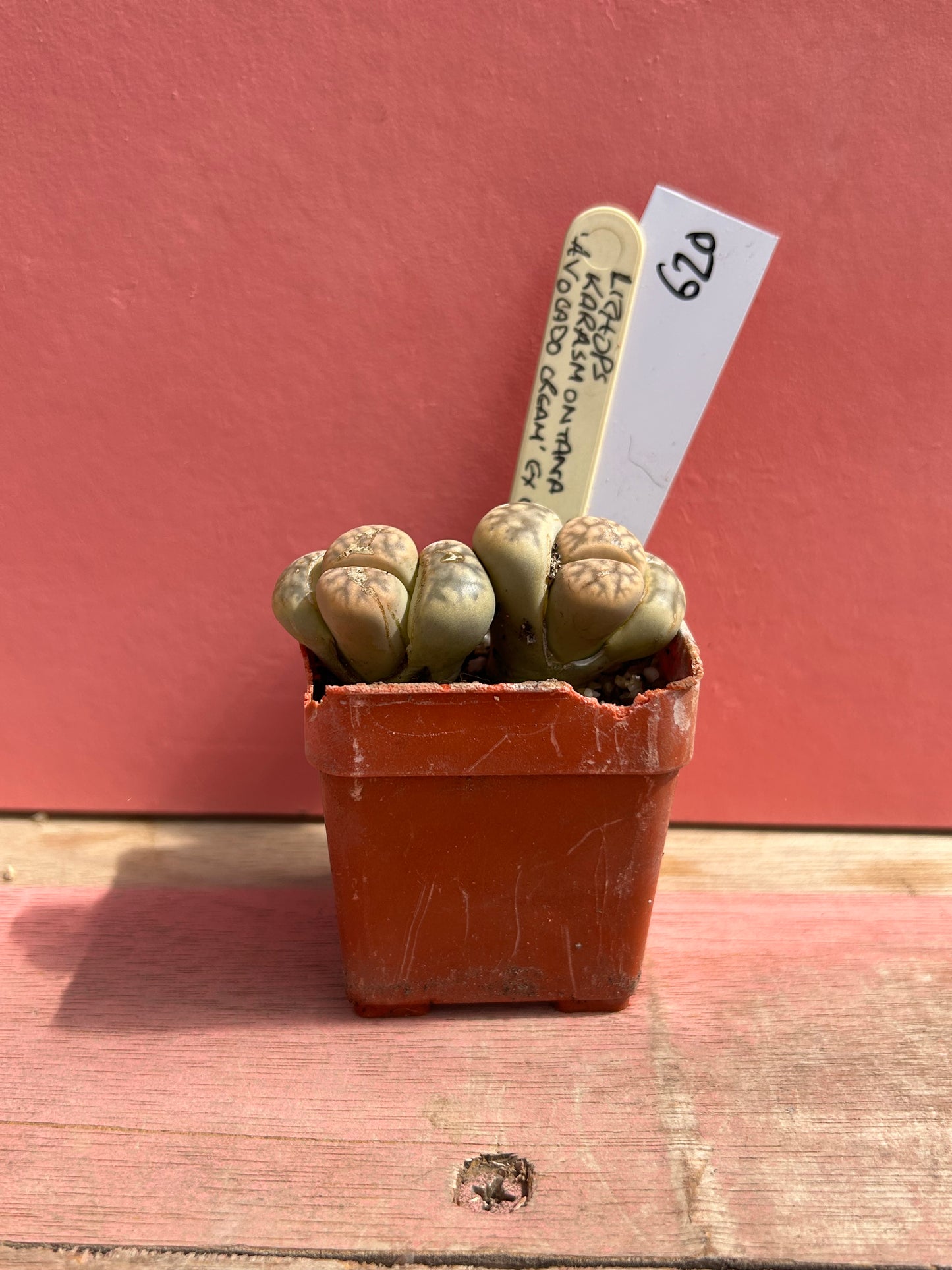 Lithops karasmontana 'Avocado Cream' (620)
