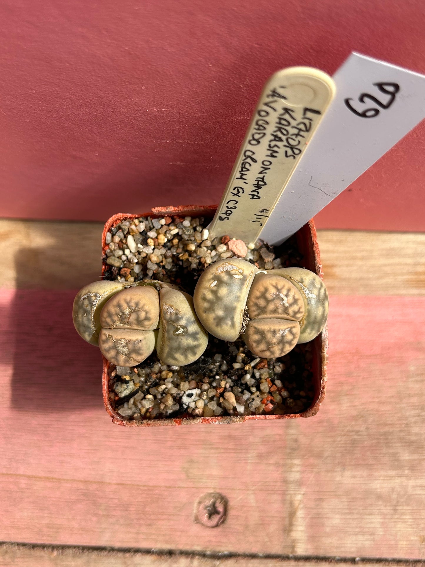 Lithops karasmontana 'Avocado Cream' (620)