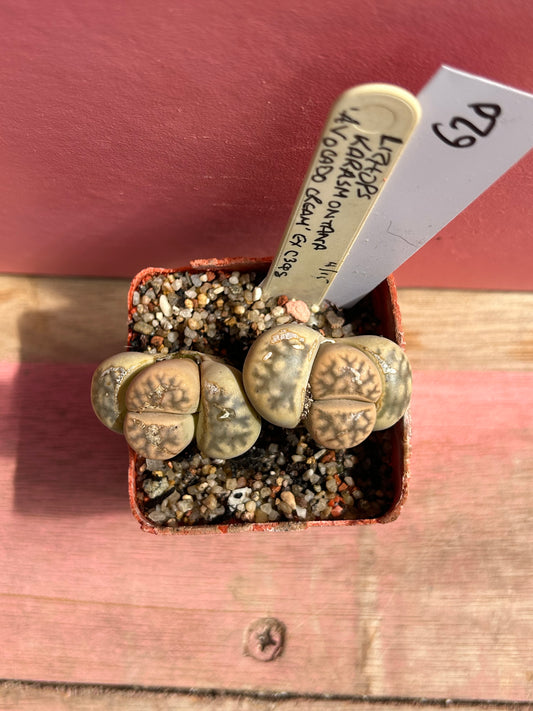 Lithops karasmontana 'Avocado Cream' (620)