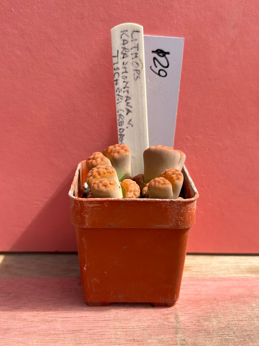 Lithops karasmontana tischeri (621)