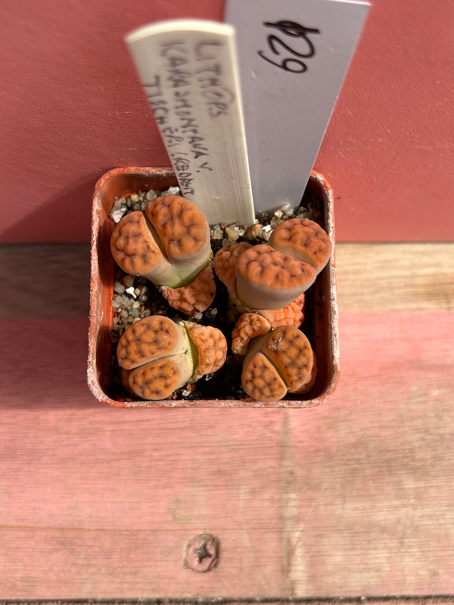 Lithops karasmontana tischeri (621)