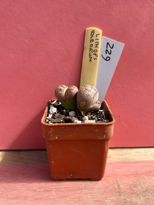 Lithops coleorum (622)