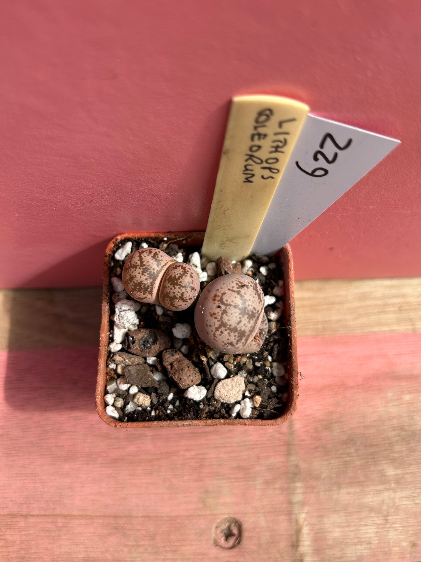 Lithops coleorum (622)