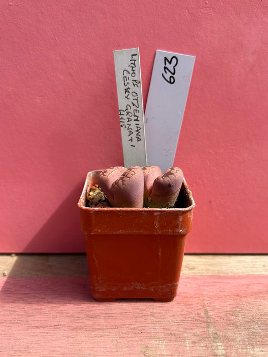 Lithops otzeniana (623)