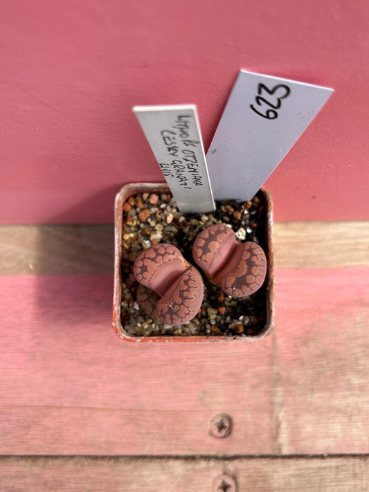 Lithops otzeniana (623)