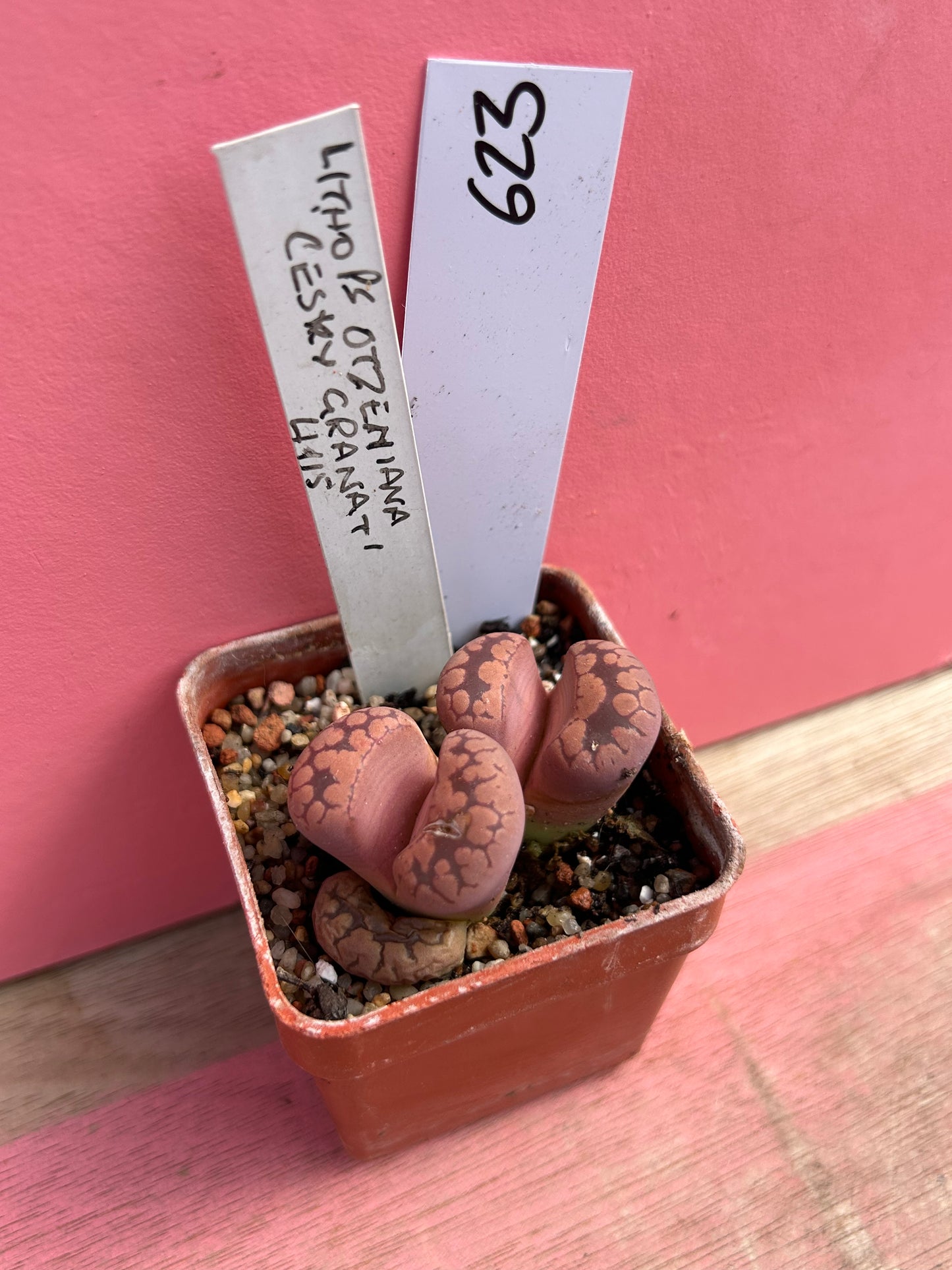 Lithops otzeniana (623)
