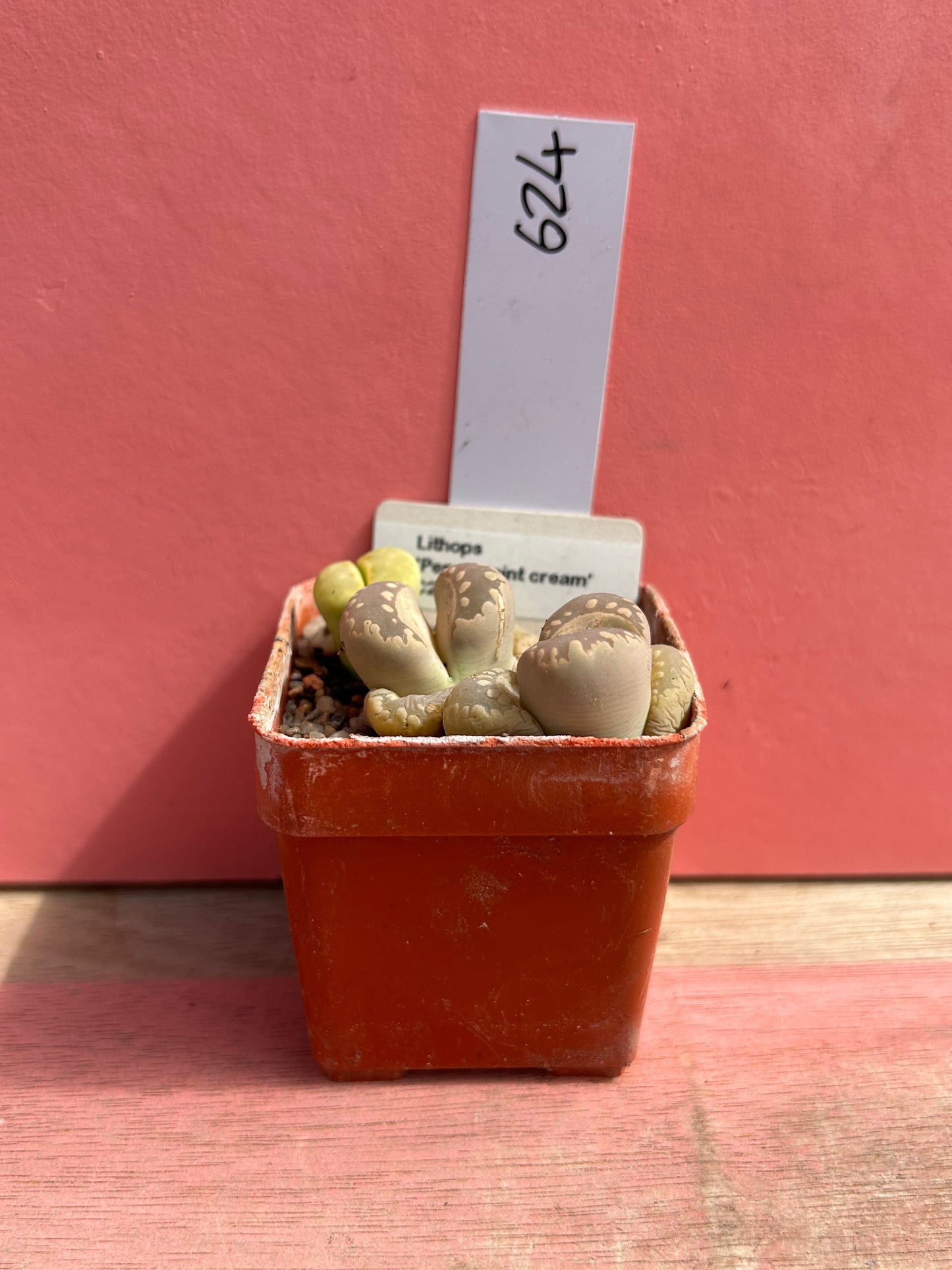 Lithops 'Peppermint Cream' (624)