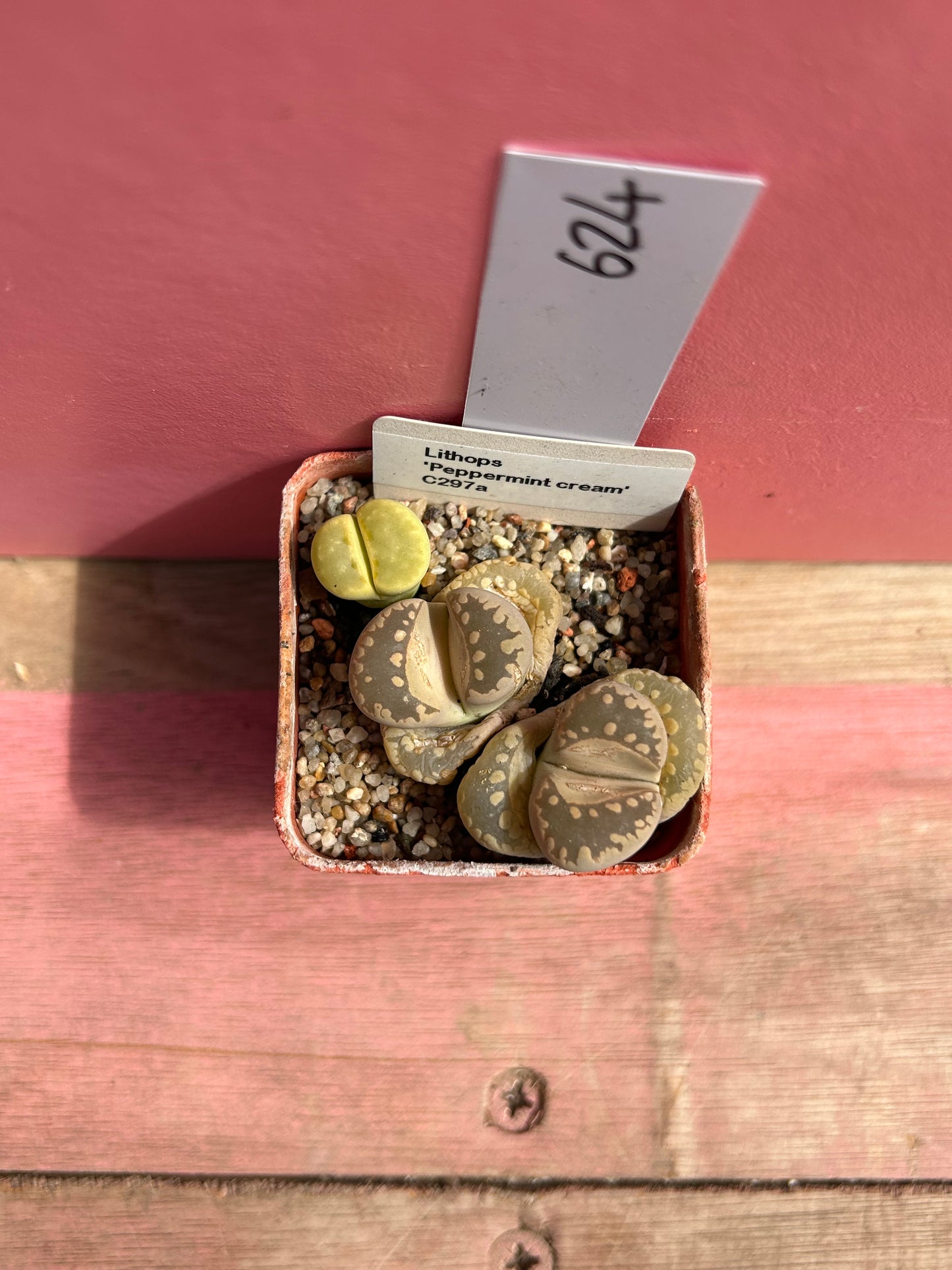 Lithops 'Peppermint Cream' (624)