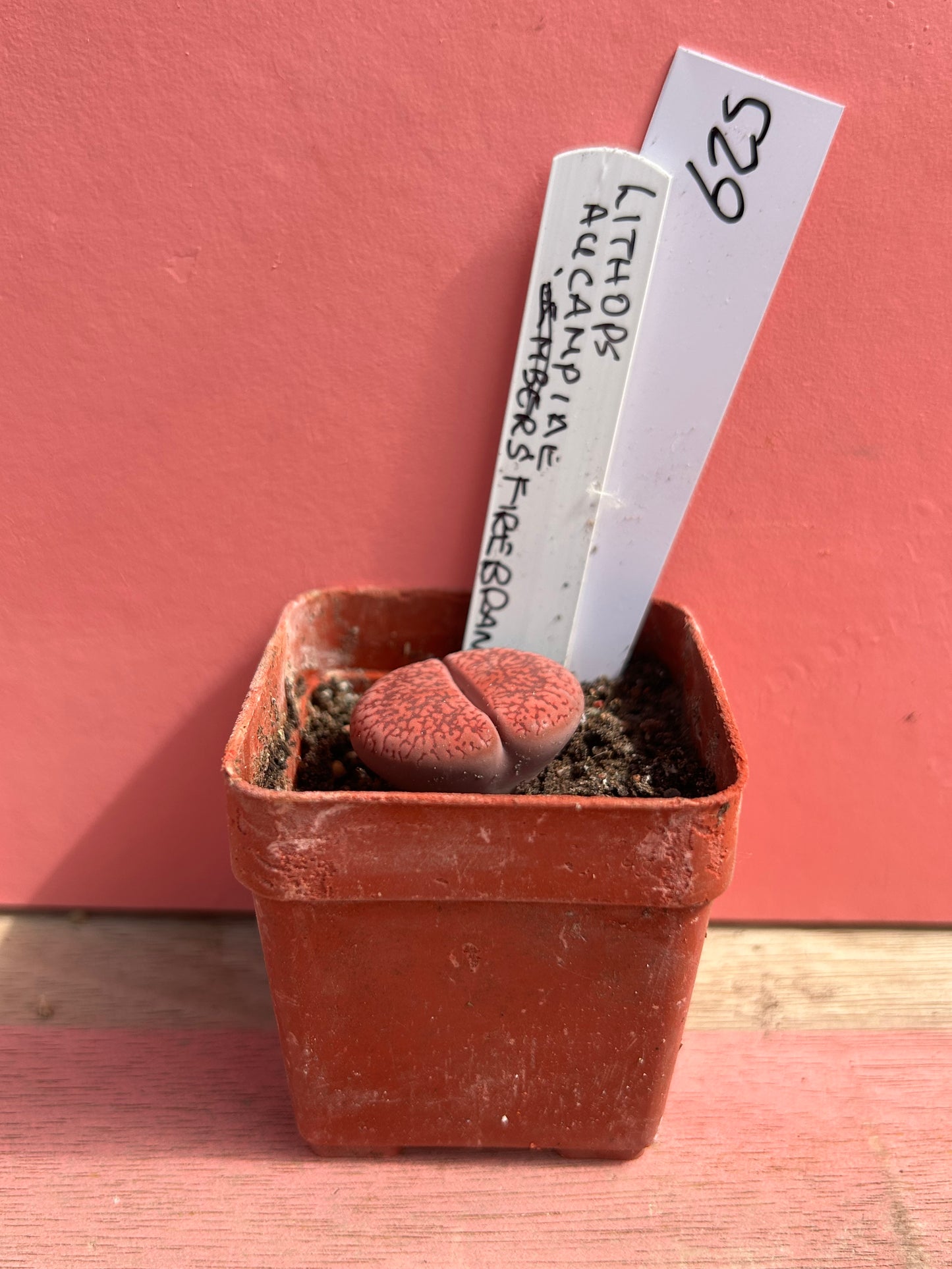Lithops aucampiae (625)