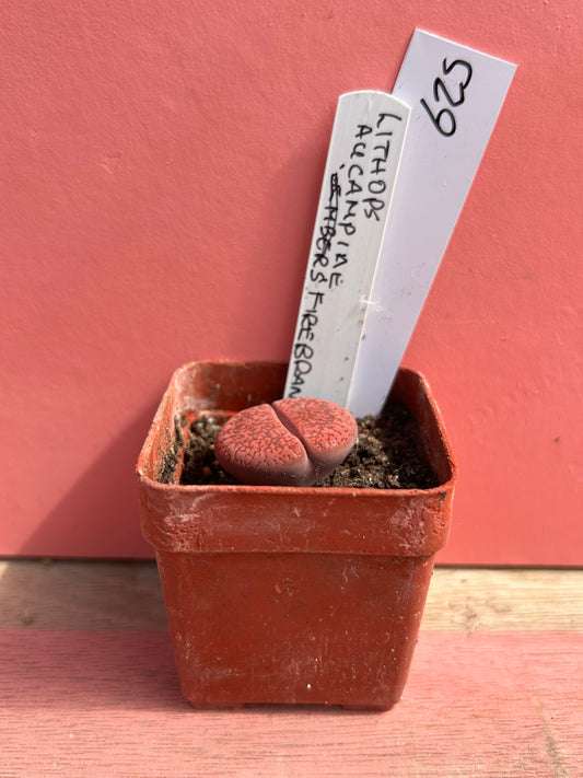 Lithops aucampiae (625)