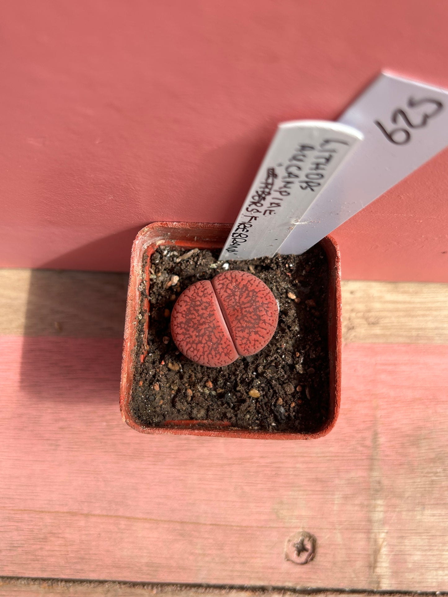 Lithops aucampiae (625)