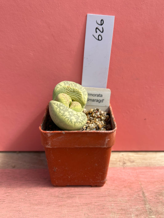 Lithops marmorata 'Polepsky Smaragd' (626)