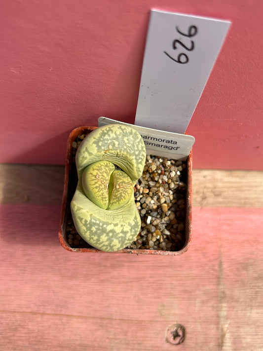 Lithops marmorata 'Polepsky Smaragd' (626)