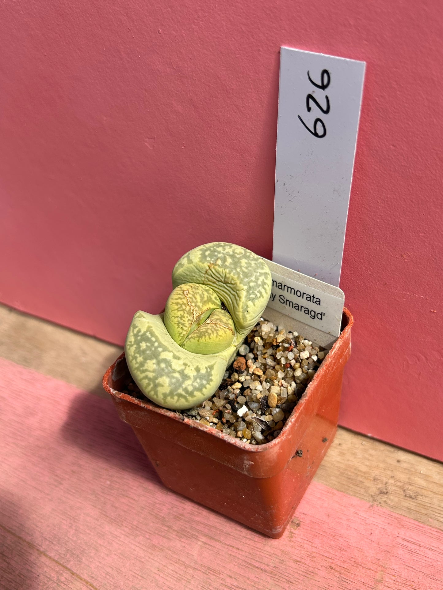 Lithops marmorata 'Polepsky Smaragd' (626)