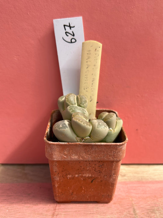 Lithops halli v. ochracea (627)