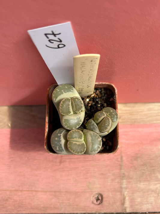 Lithops halli v. ochracea (627)