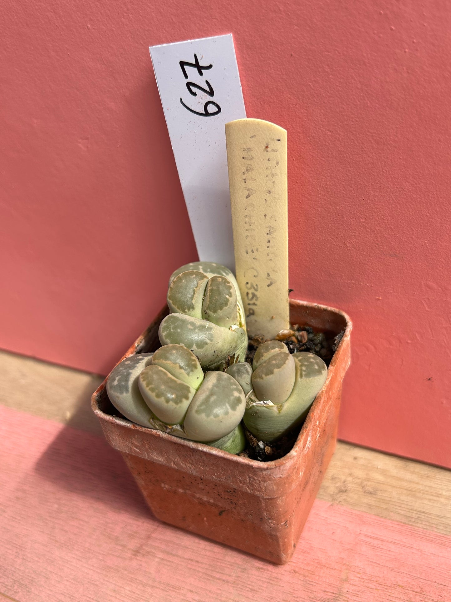 Lithops halli v. ochracea (627)