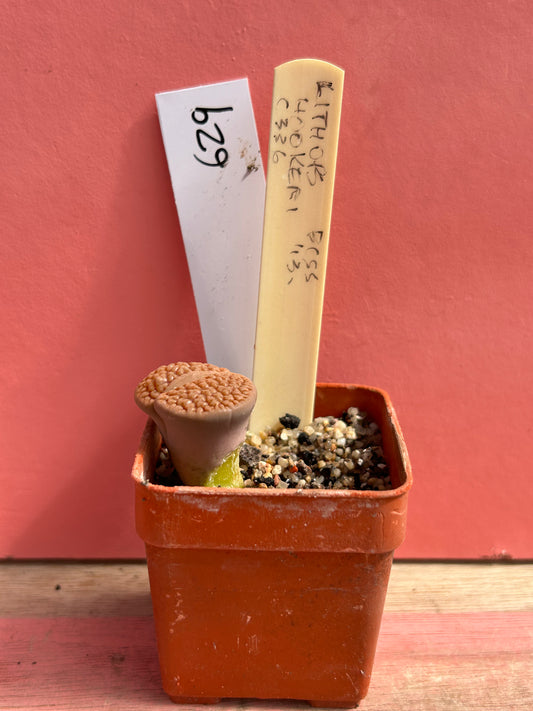 Lithops hookeri (629)