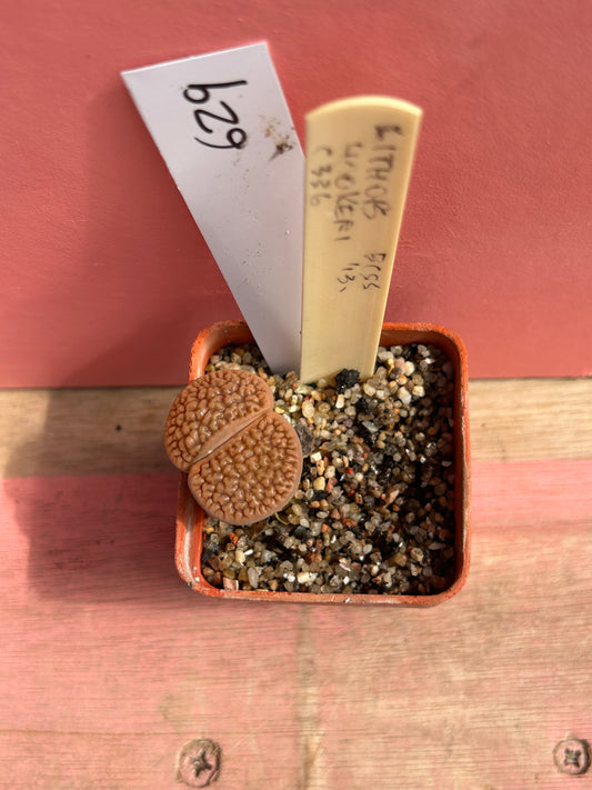Lithops hookeri (629)