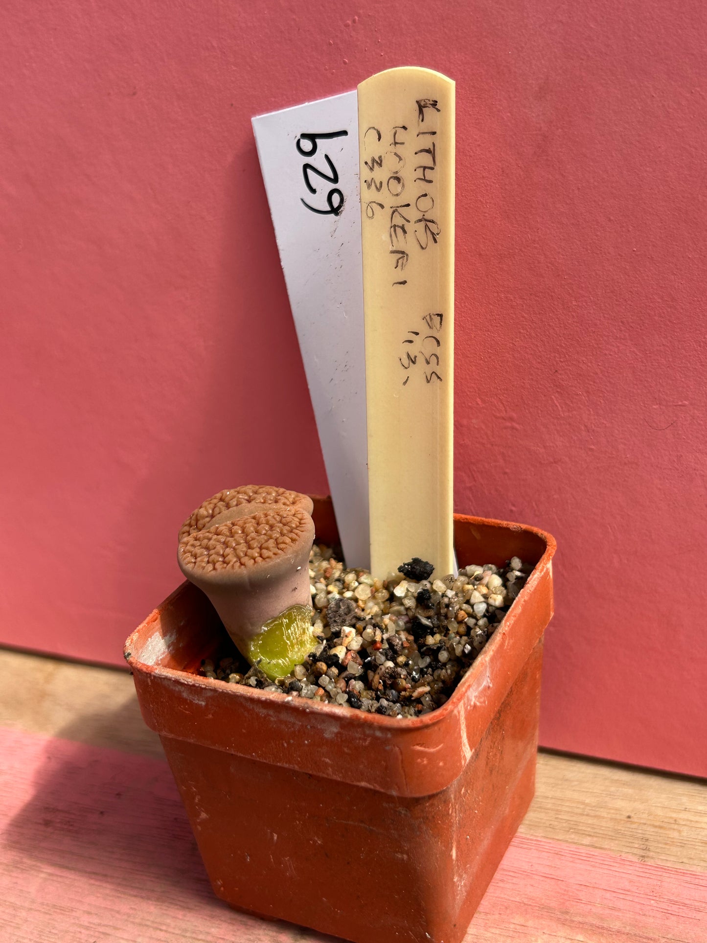 Lithops hookeri (629)