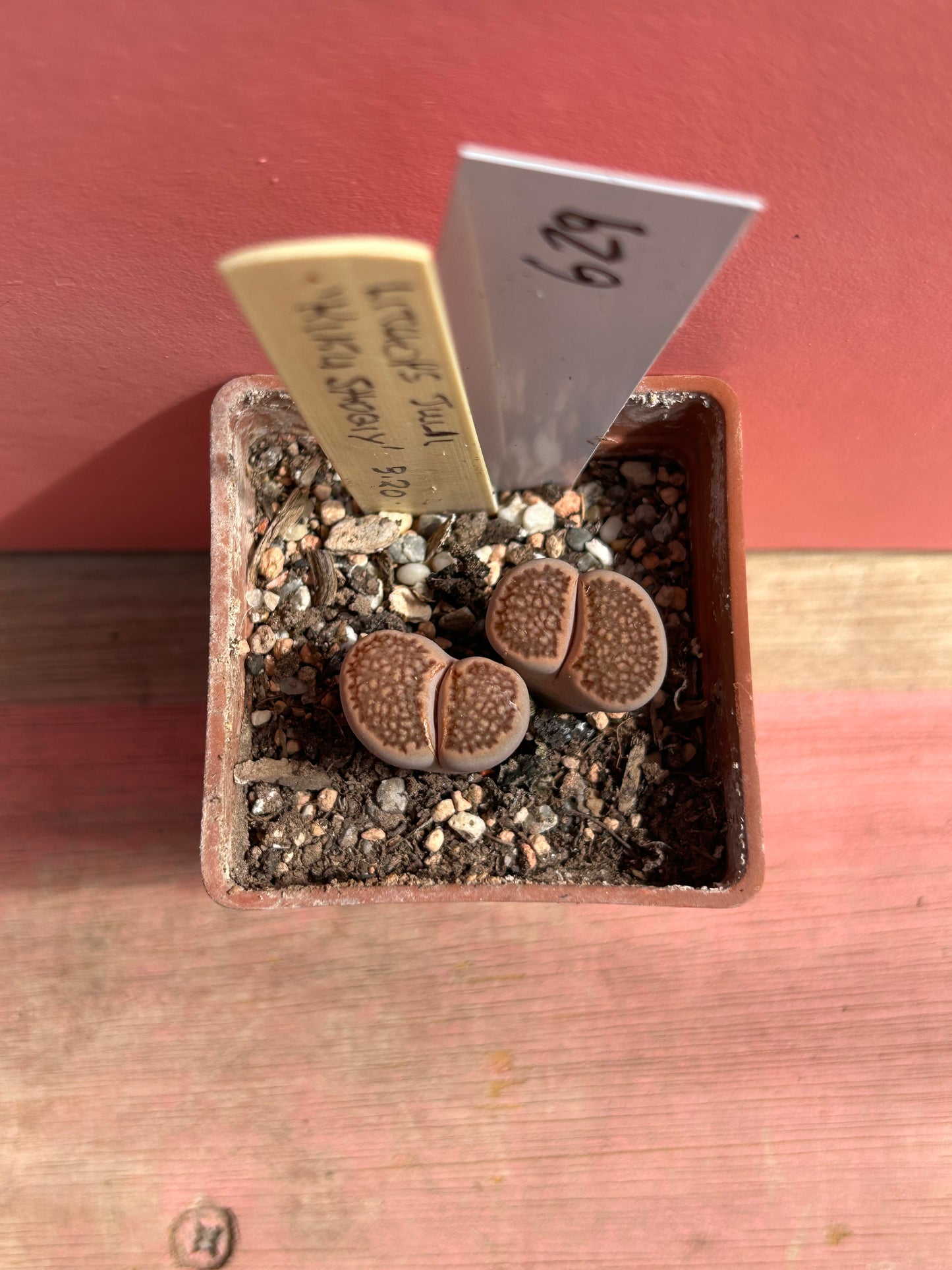 Lithops julii 'Kikusiyo Giyoku' (629)
