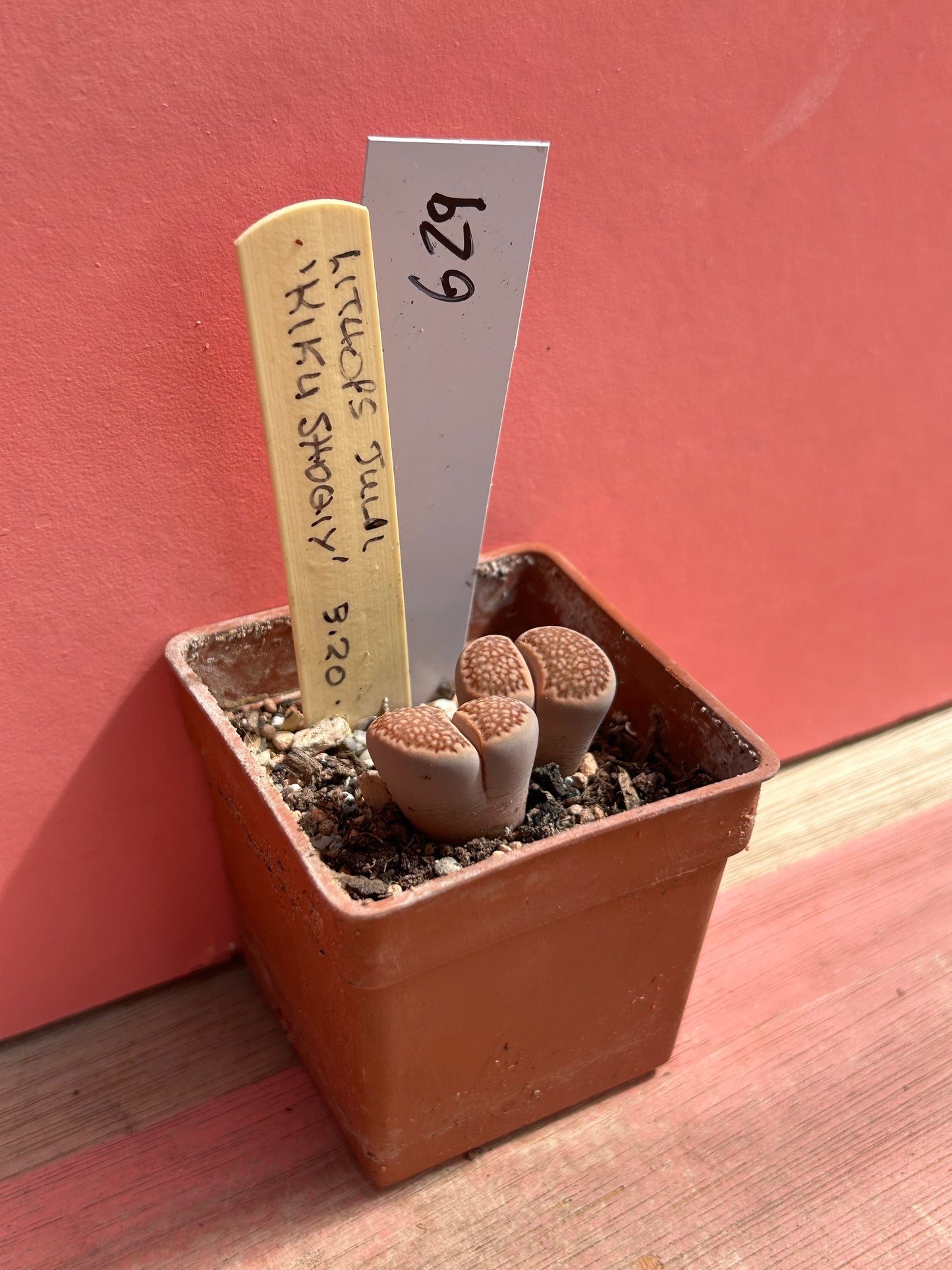 Lithops julii 'Kikusiyo Giyoku' (629)