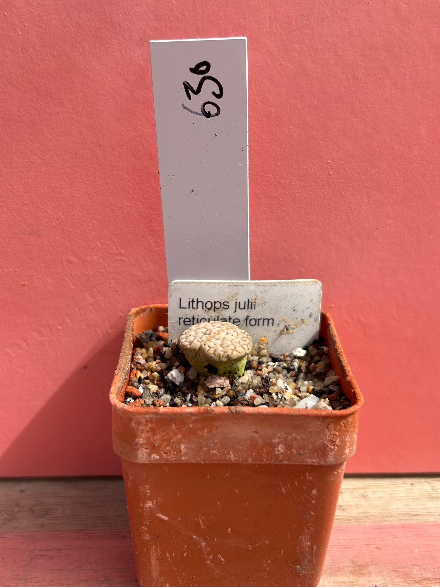 Lithops julil 'Reticulate Form' (630)