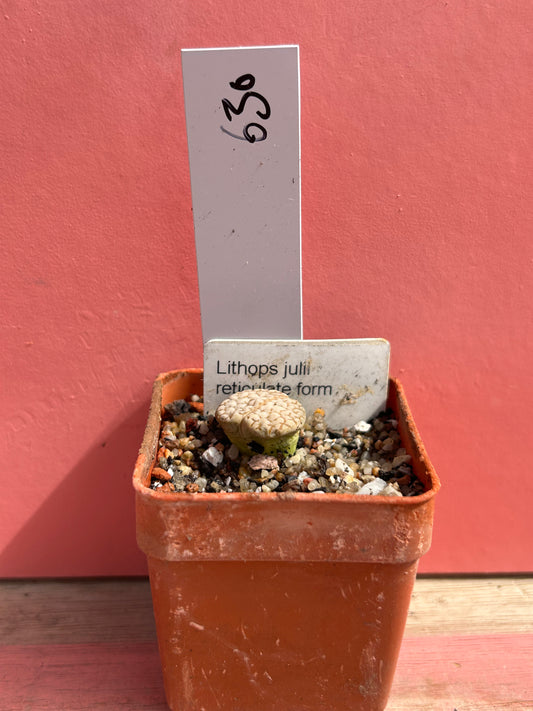 Lithops julil 'Reticulate Form' (630)