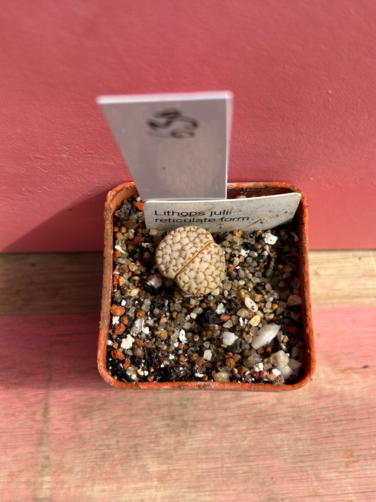 Lithops julil 'Reticulate Form' (630)