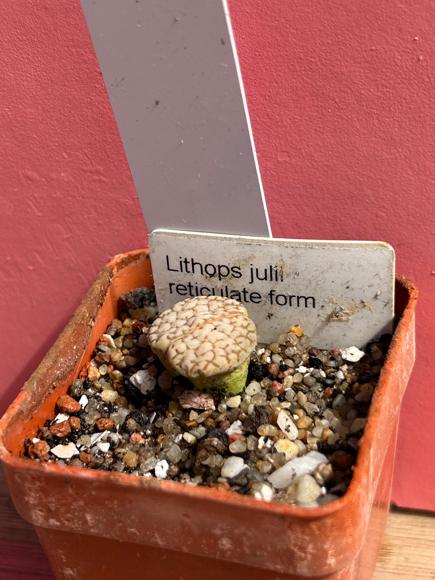 Lithops julil 'Reticulate Form' (630)