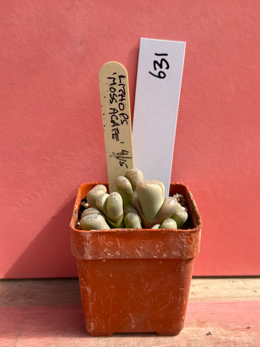 Lithops 'Mossagate' (631)