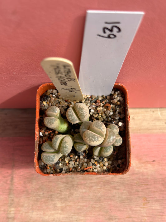 Lithops 'Mossagate' (631)