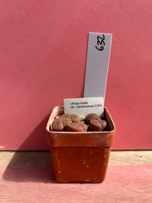 Lithops lesliei var rubrobrunnea (632)