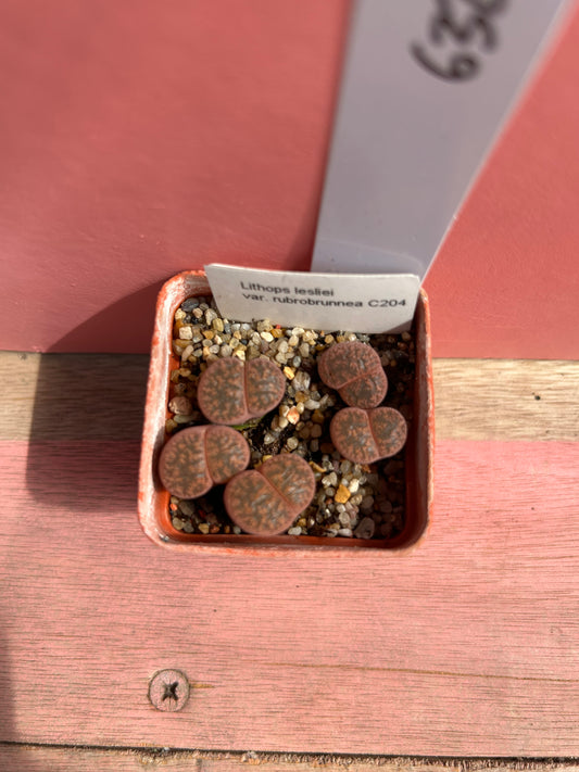 Lithops lesliei var rubrobrunnea (632)